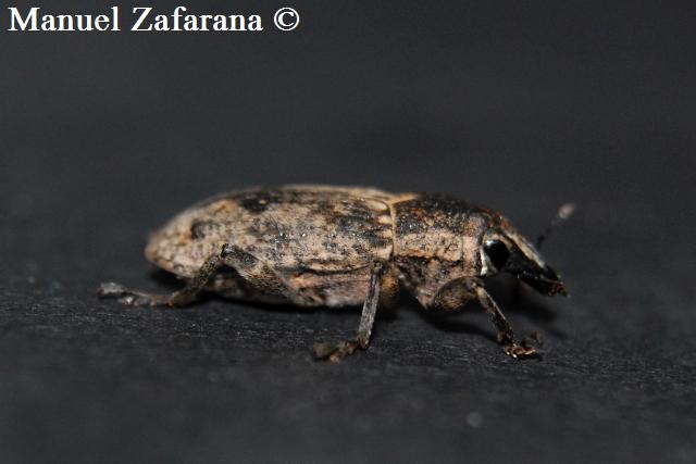 Curculionidae da identificare...